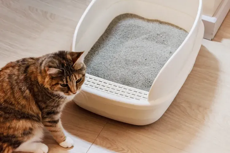 Bladder Cancer in Cats: Symptoms, Diagnosis, and Care Options