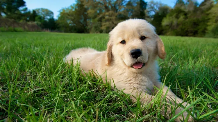 Worms in Dog Poop: What to Do