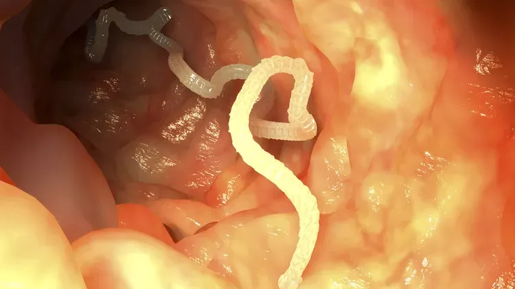 Tapeworms in Dogs