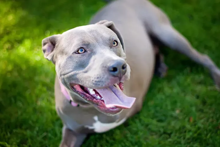 How to Care for a Three-Legged Dog