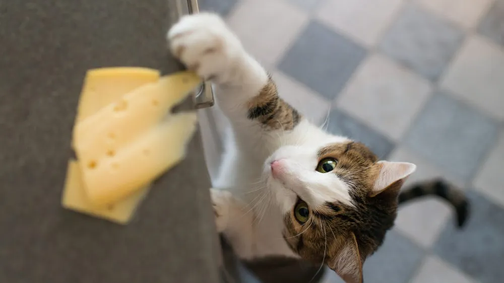 What Human Foods Can Cats Eat?