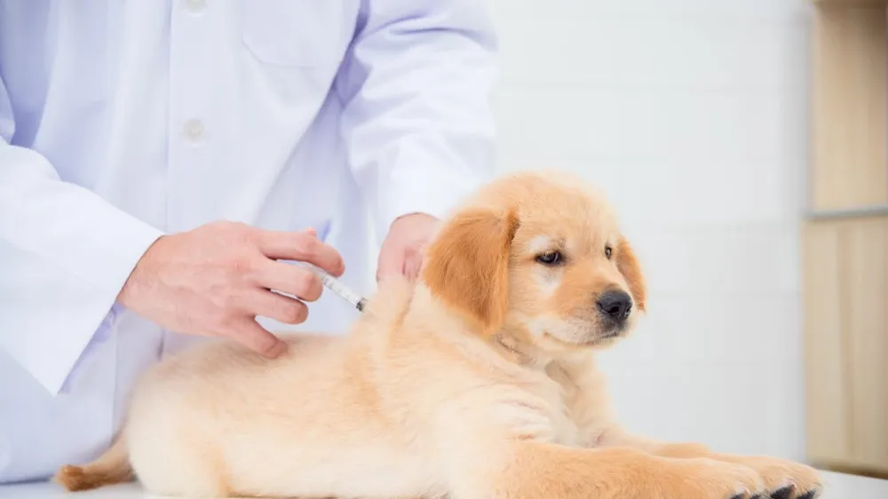 Are Dog Vaccinations Really Necessary?
