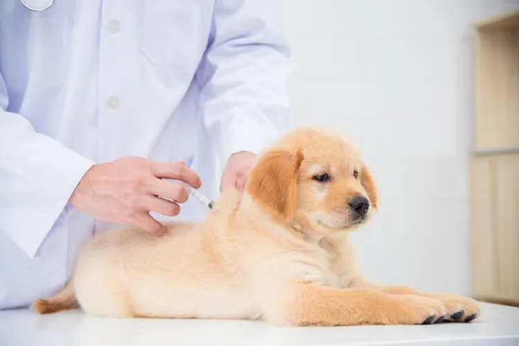 Are Dog Vaccinations Really Necessary?
