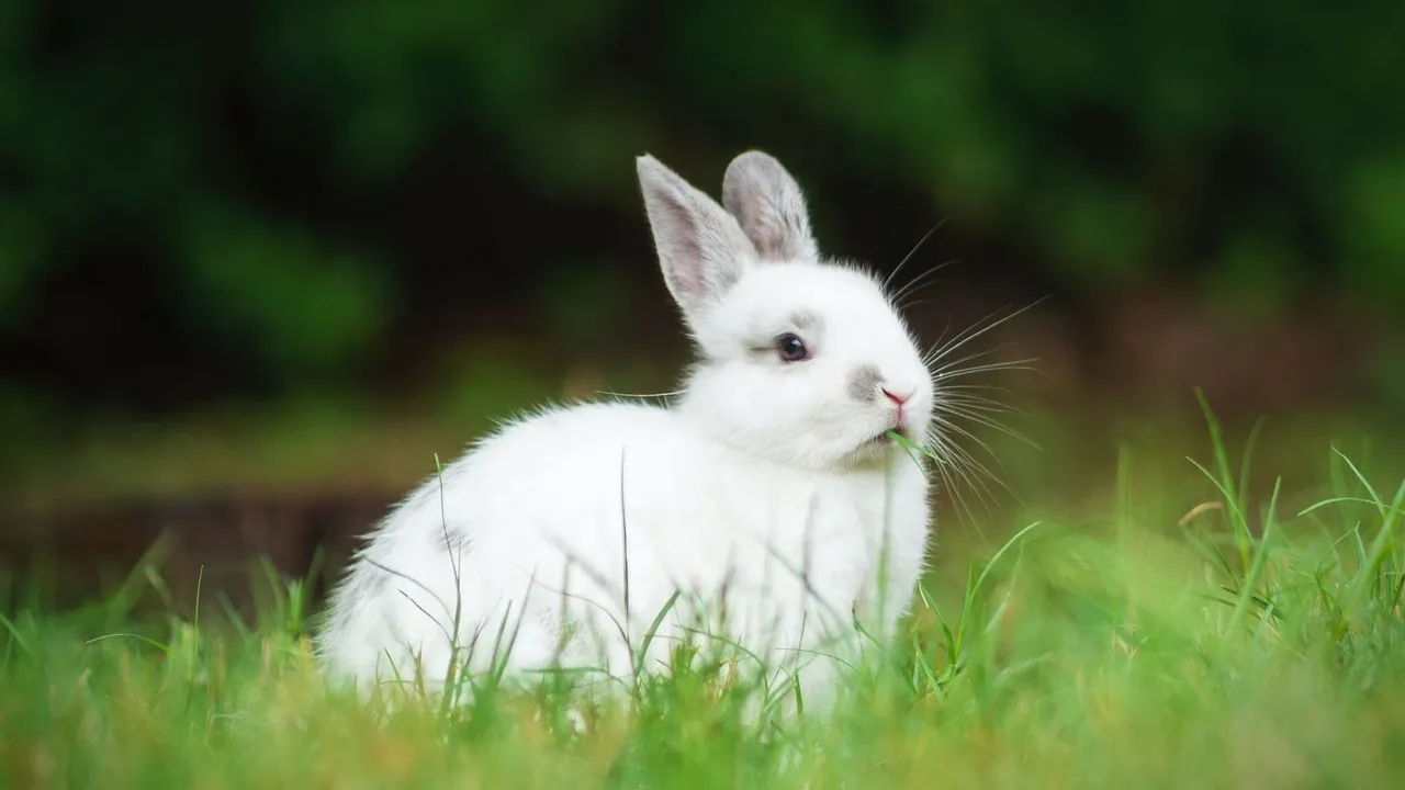 A Guide to Rabbit Dental Care