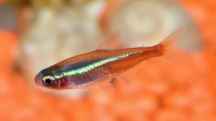 Neon Tetra Disease: Signs, Treatment, and Prevention for Healthy Fish