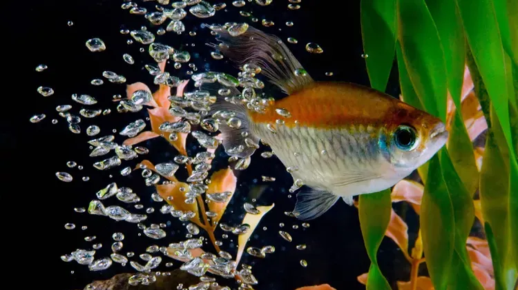 Hyposalinity or Osmotic Shock Therapy for Marine Ich