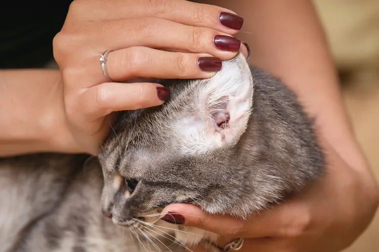 How to Care for Your Cat’s Ears