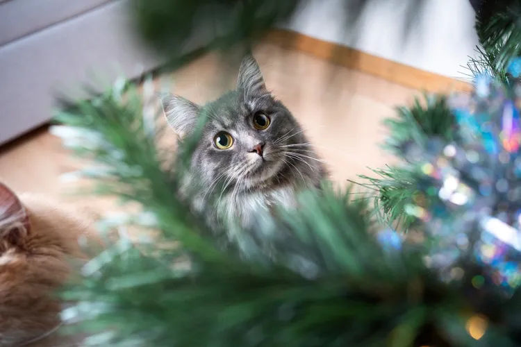 How to Cat-Proof Your Christmas Tree