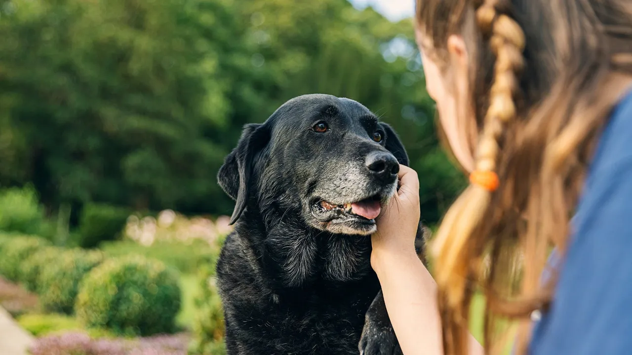 How to Care for a Senior Dog