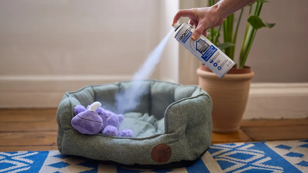 How to Get Rid of Fleas in Your House