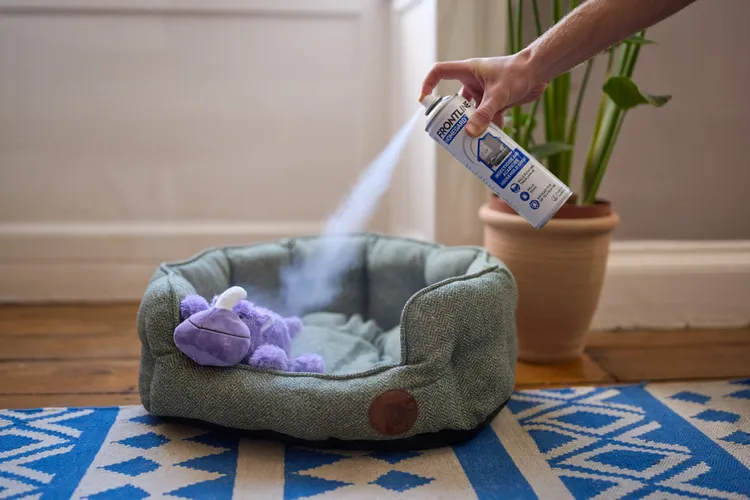 How to Get Rid of Fleas in Your House