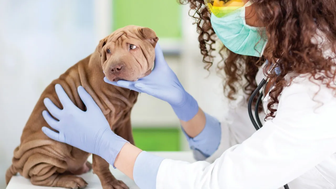 How to Give a Dog Tablets