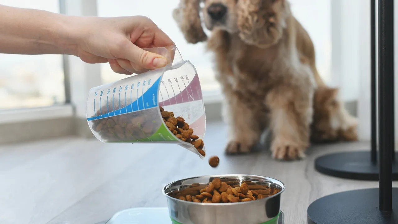 Signs You Should Change Your Dog's Food