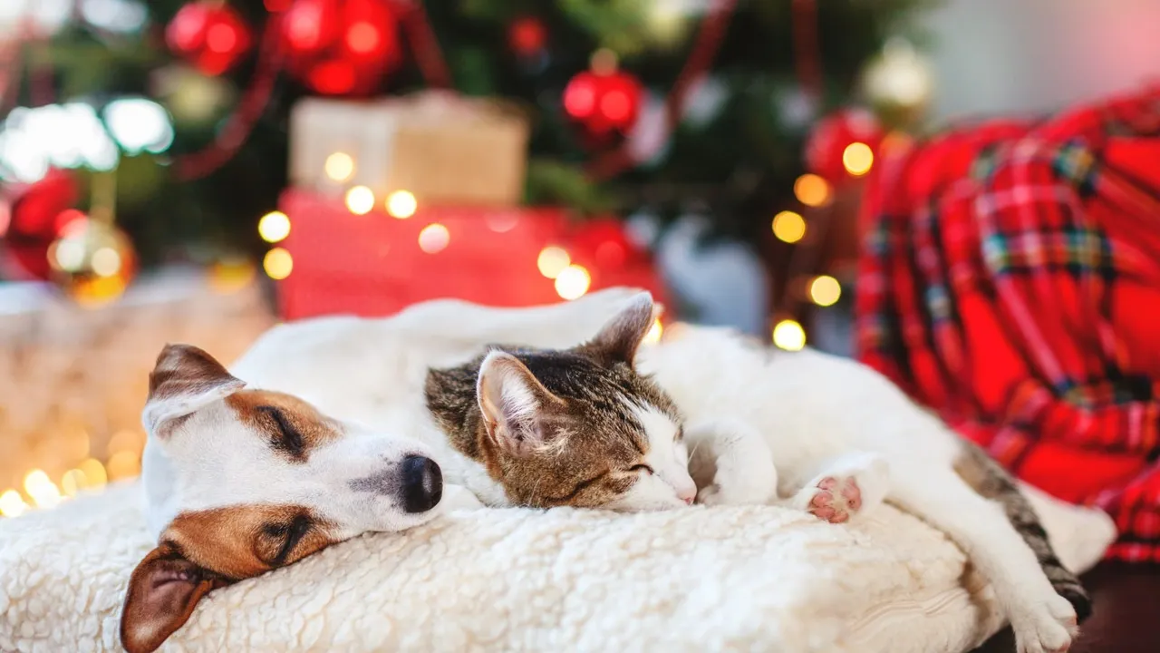 Common Christmas Dangers for Pets