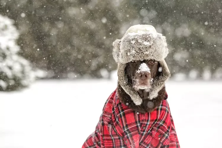 Hypothermia in Dogs: What a Vet Wants You to Know