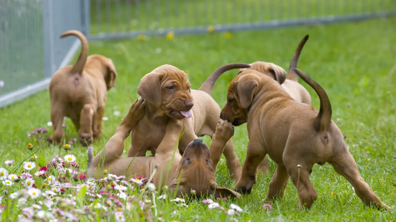 How to Find a Reputable Dog Breeder