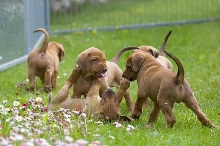 How to Find a Reputable Dog Breeder