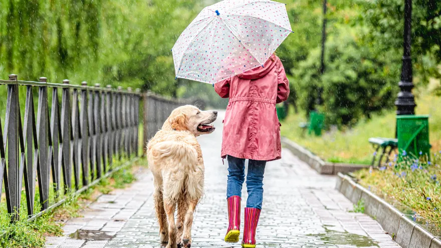 Autumn Pet Safety Tips: Keeping Pets Safe in Autumn
