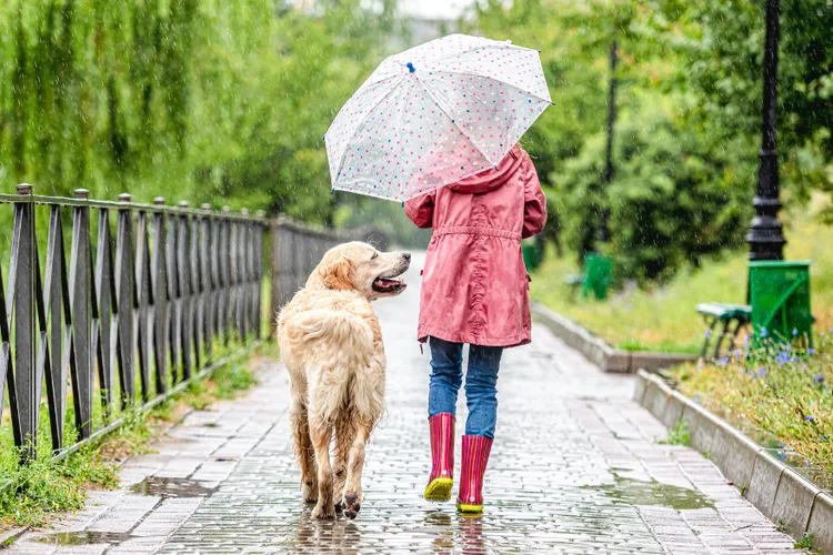 Autumn Pet Safety Tips: Keeping Pets Safe in Autumn