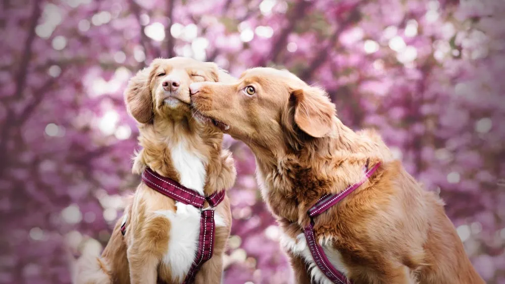 Should You Neuter Your Dog?