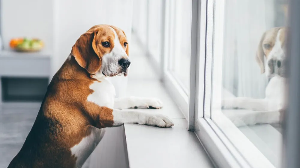 Separation Anxiety in Dogs: Causes, Treatment & Advice