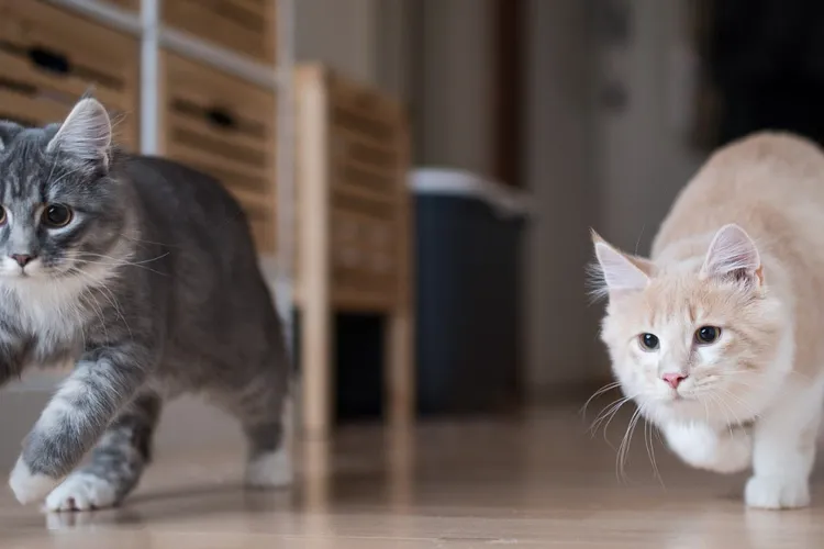 Is it Cruel to Keep a Cat Indoors?