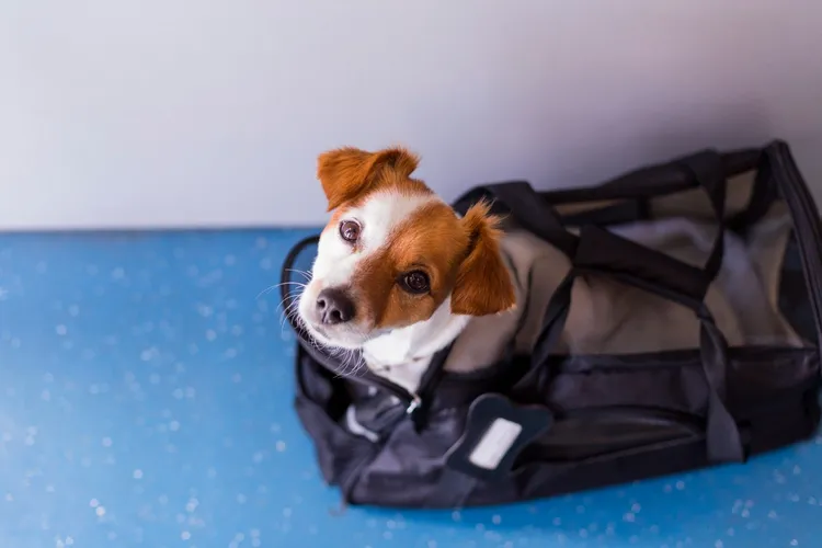 Can You Take Your Dog Abroad?