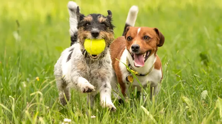 Are Your Dog's Worms Contagious? Here’s What You Should Know