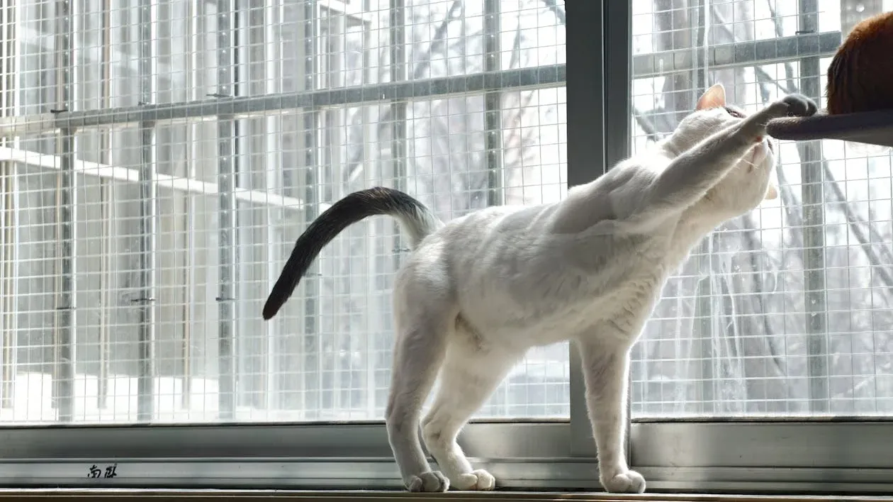 How to Successfully Introduce a Kitten to an Older Cat