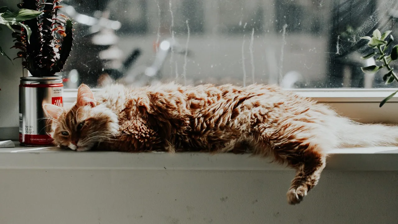 How to Cat Proof Your Home