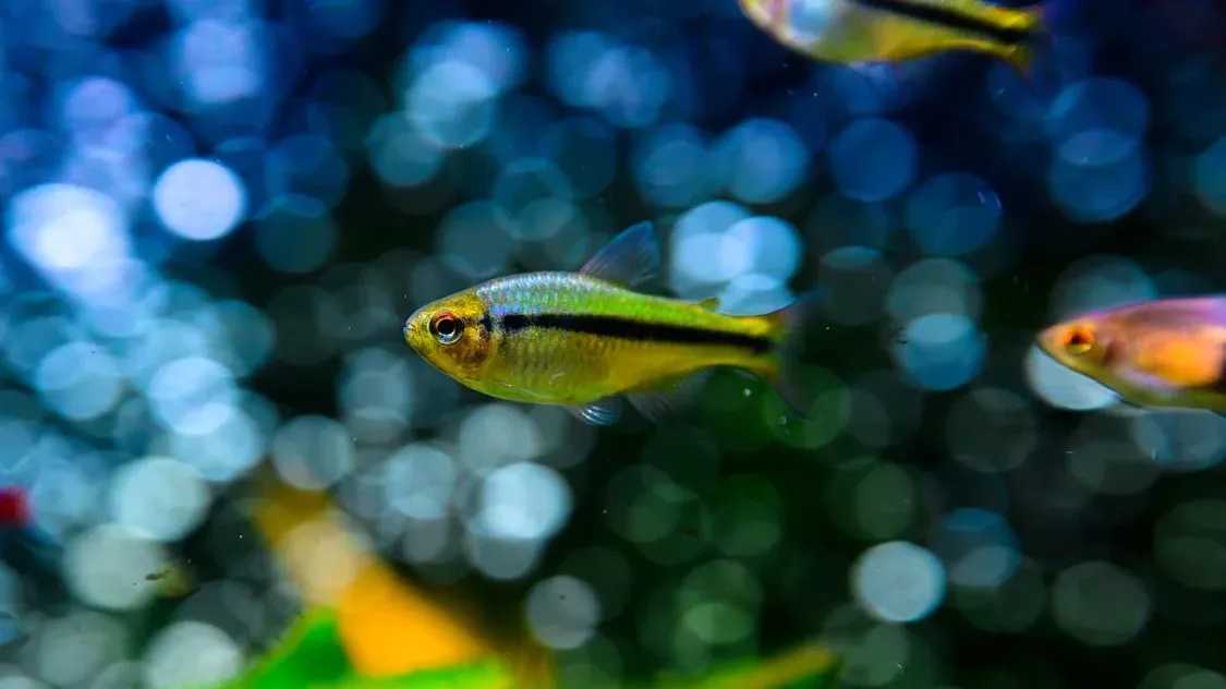 How to Cure Ick on Freshwater Fish: Effective Treatment Solutions
