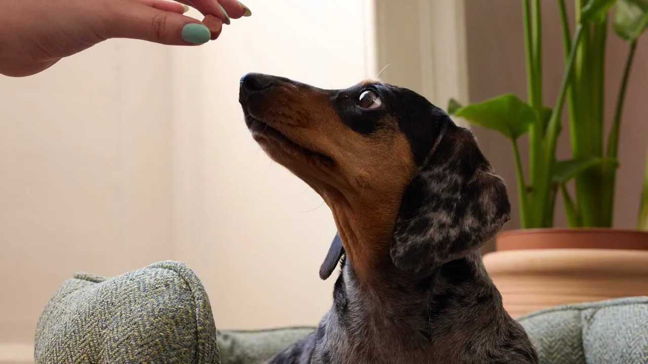 What is the Best Worming Treatment for Dogs?