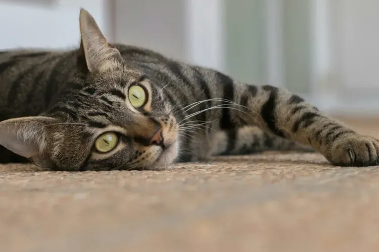 How to Break the Flea Life Cycle