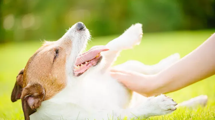 Heat Rash in Dogs