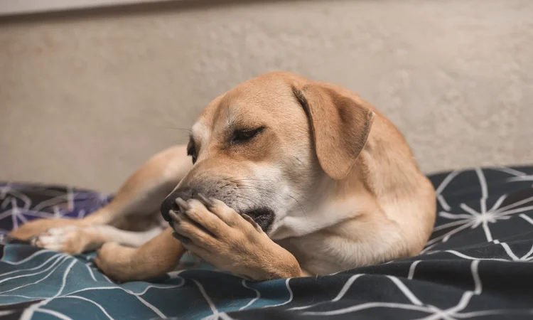 A red labrador lying on their bed chewing at their front right paw
