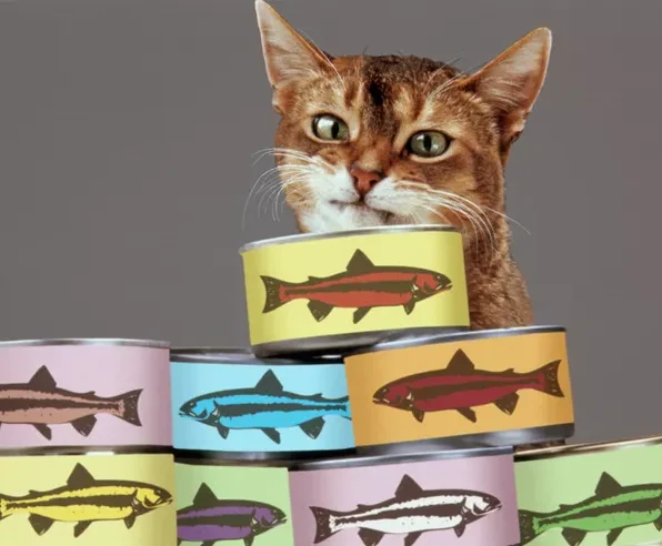 Abyssinian cat behind stacked food cans