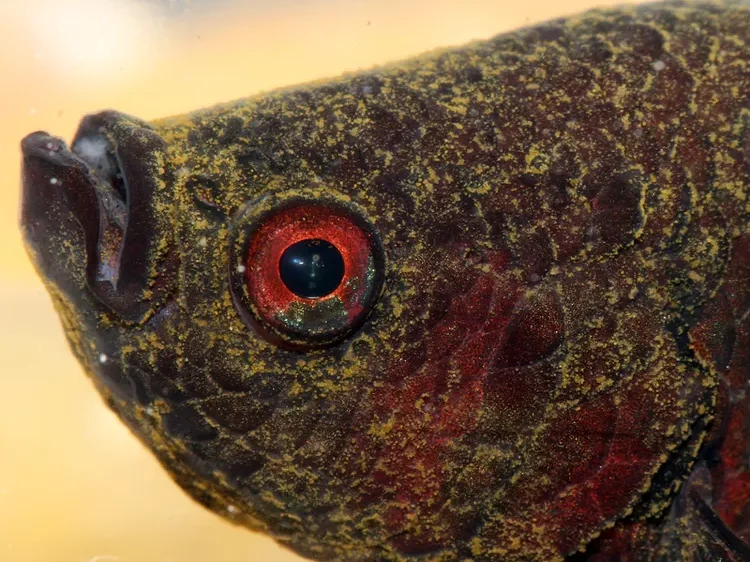Betta infested with aquarium velvet disease oodinium