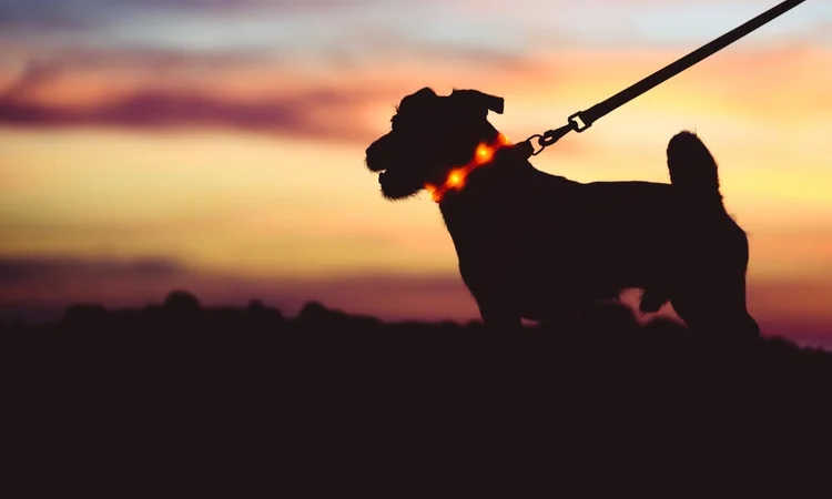 Light up dog collars | Dog on a walk with a light up collar on