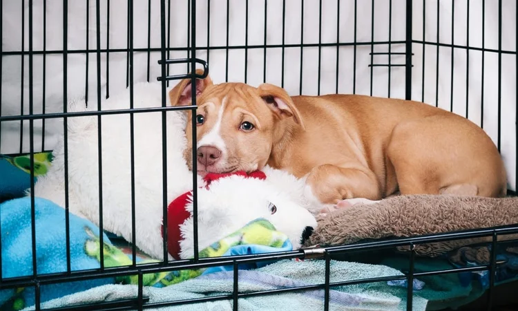 Puppy content ina crate | Crate training puppies