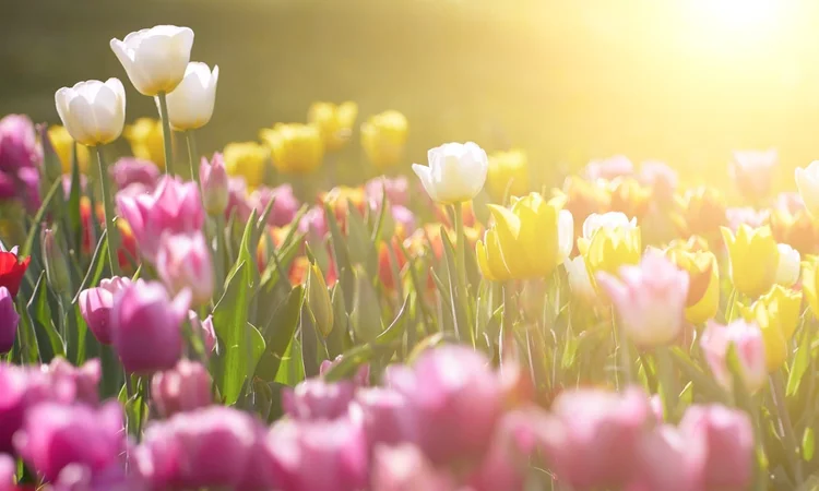 Colourful tulips growing wild, bathed in the glare of the sun