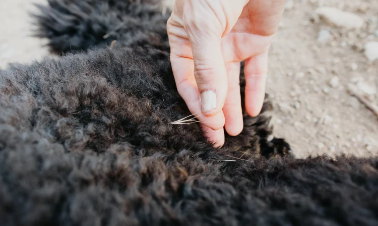 A close up of an owner pulling a grass seed out o their black poodle's fur