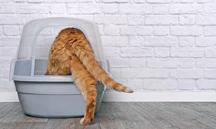 A ginger cat climbing inside a covered, white litter tray