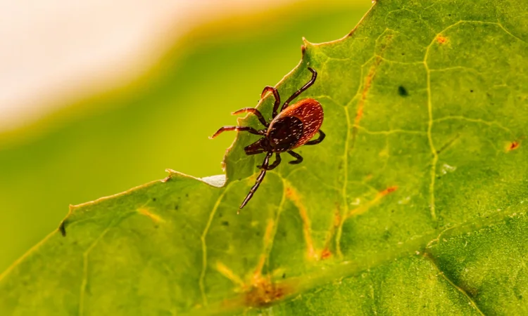 A close up of a tick clining to the underside of a leaf