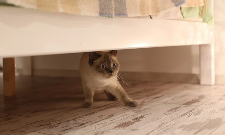 A scared tan and grey short-hair cat hiding under a bed