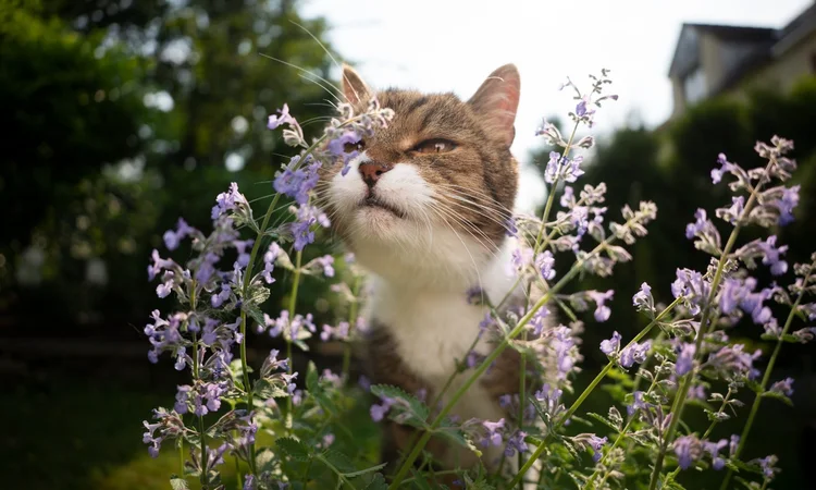 A brown and white cat smelling purple flowers in a garden