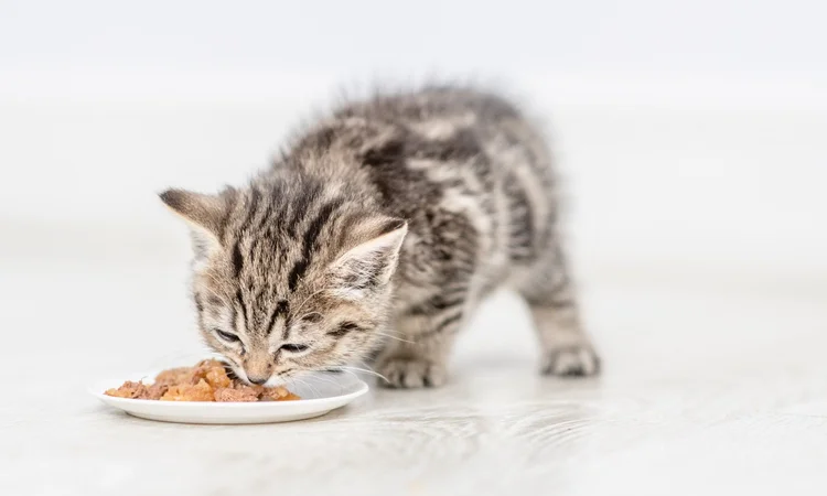 A grey tabby kitten eating wet kitten food from a saucer.
