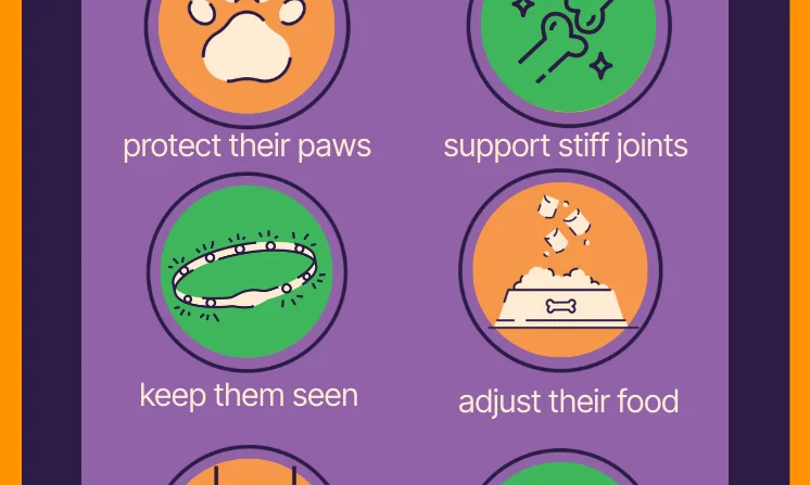 A visual guide with six tips on how to keep pets well during the winter