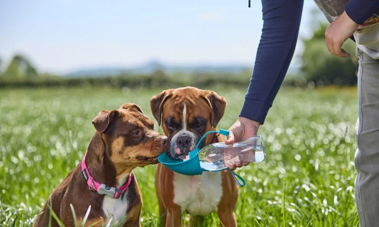A Boxer and Staffie-cross drinking from a dog water bottle while on a walk | how do you get a dog to drink more water
