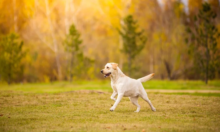 An adult labrador retriever running through an autumnal field.