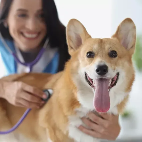 heartworm disease in dogs